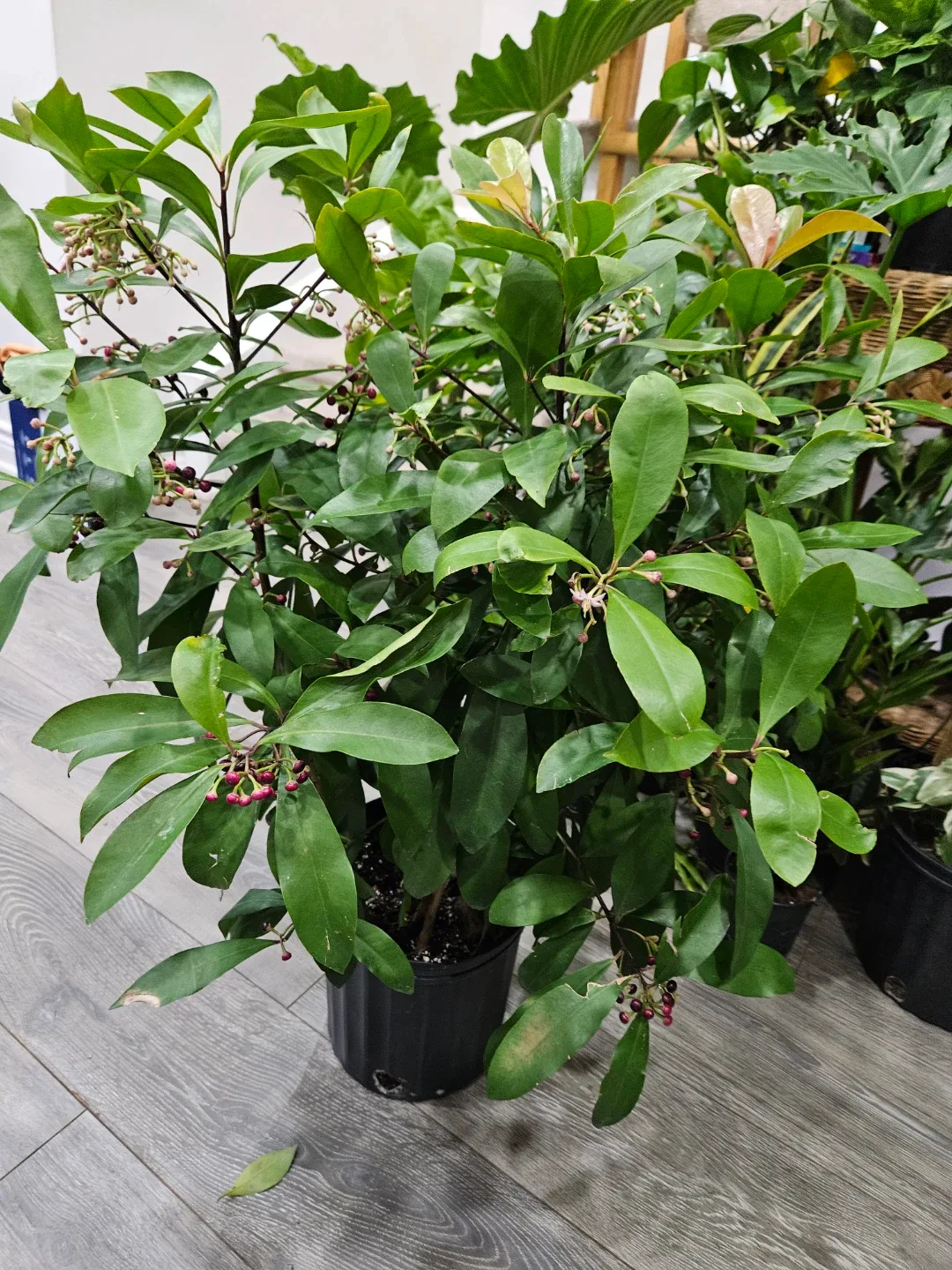 Ardisia plant image indicator(3)