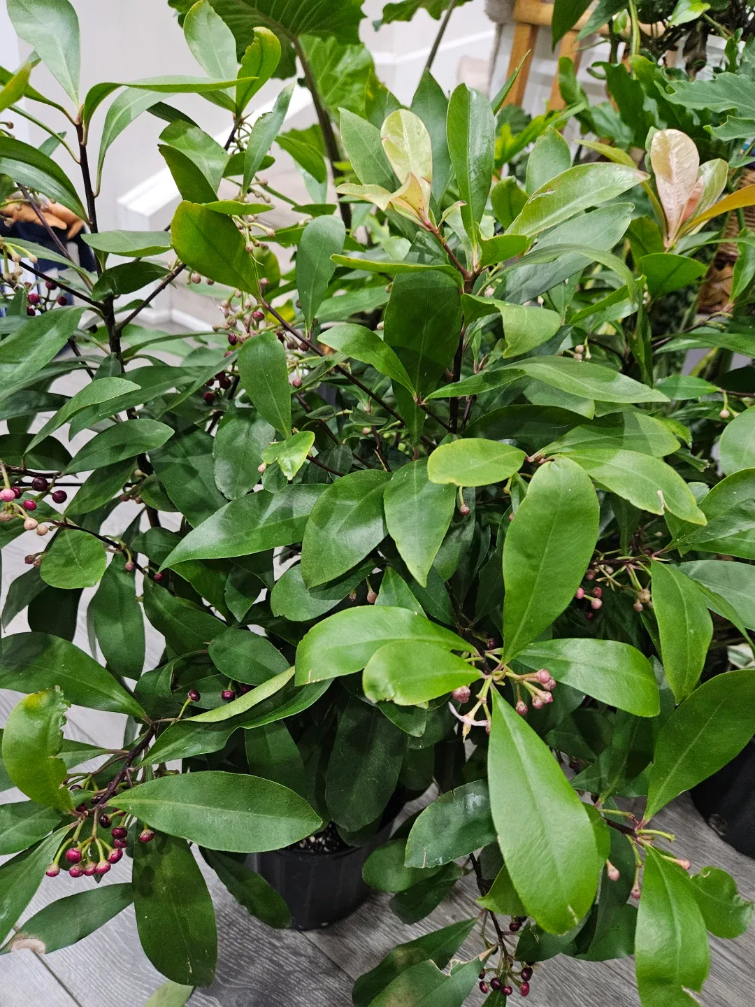 Ardisia plant image indicator(4)