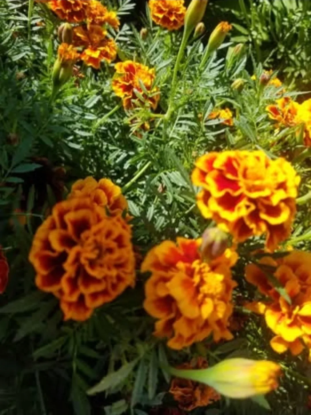 Marigold Seeds image indicator(3)