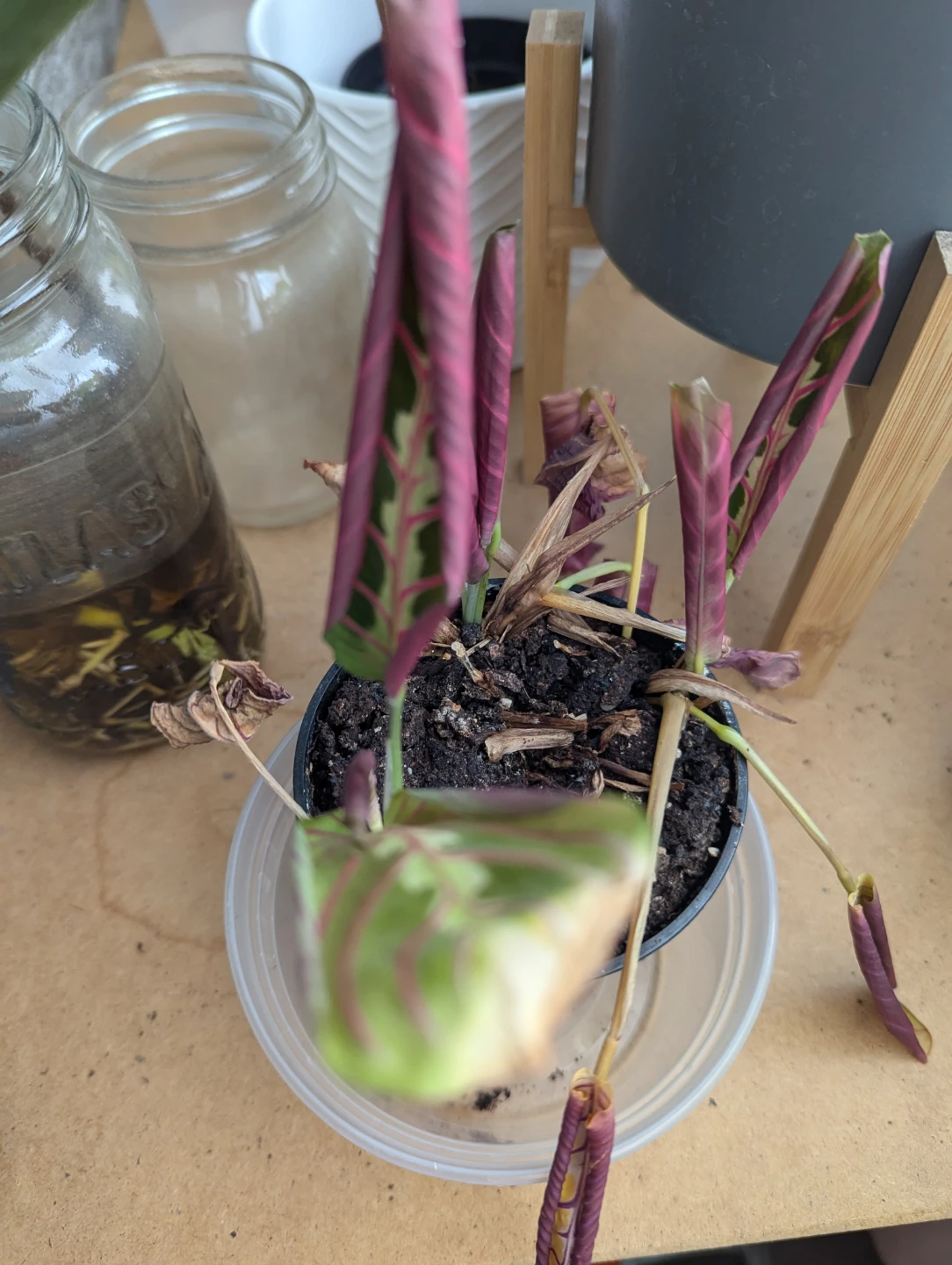 🥕 Prayer Plant - photo 2
