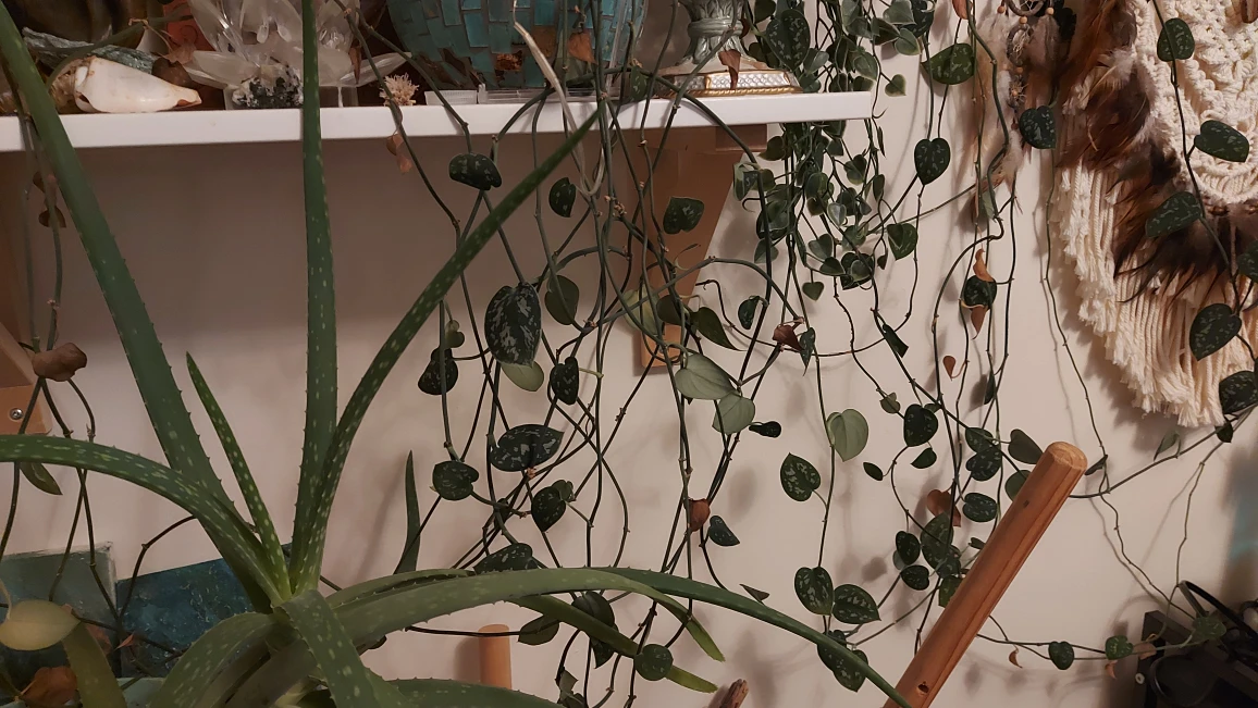 FREE Silver Satin Pothos Plant VINES