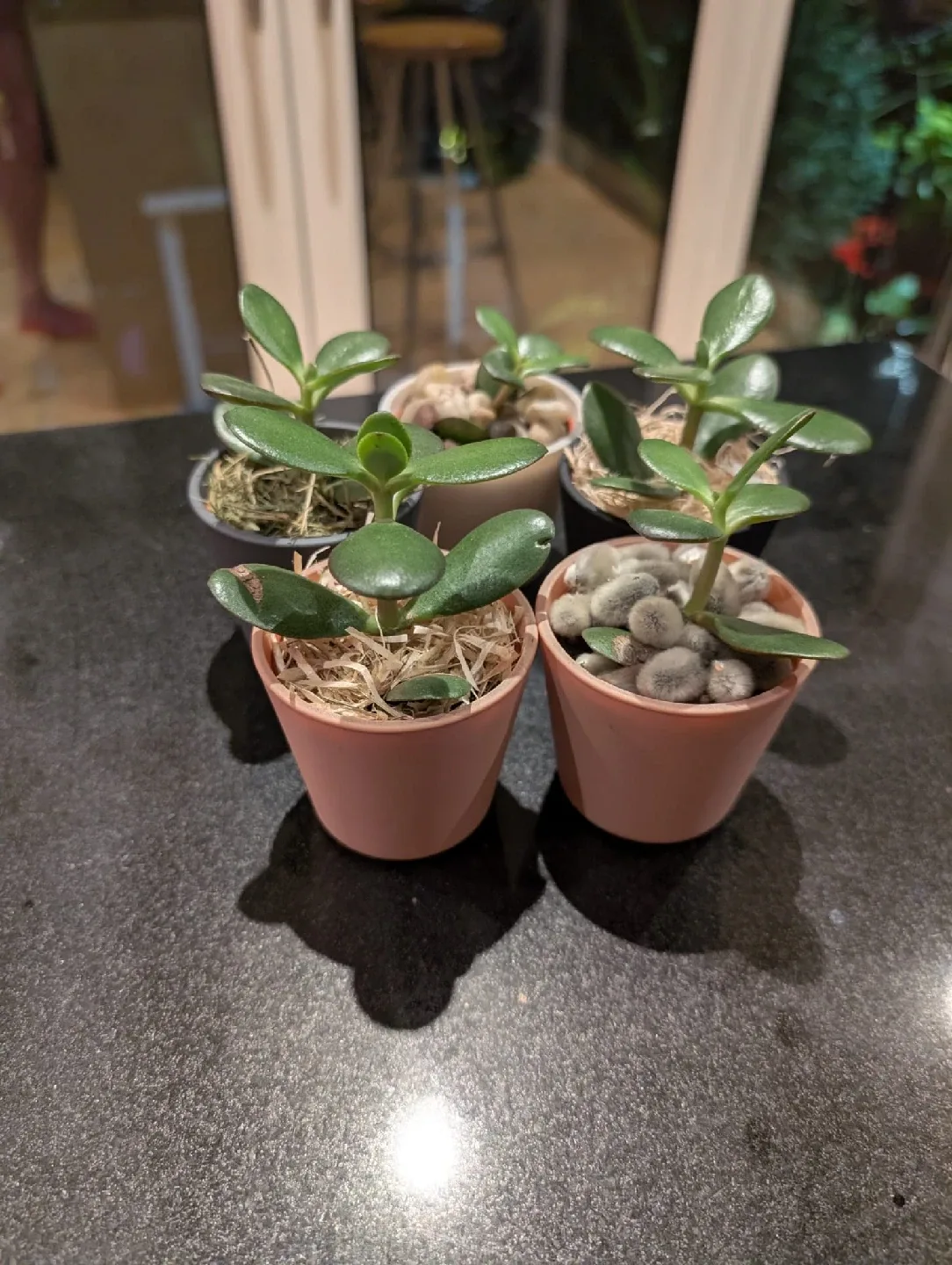 Beautiful , organic and very healthy Potted Succulents image indicator(2)