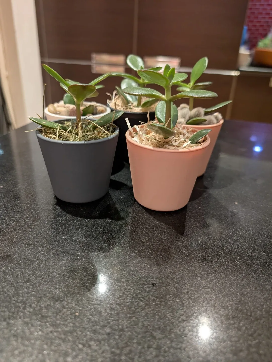 Beautiful , organic and very healthy Potted Succulents image indicator(3)