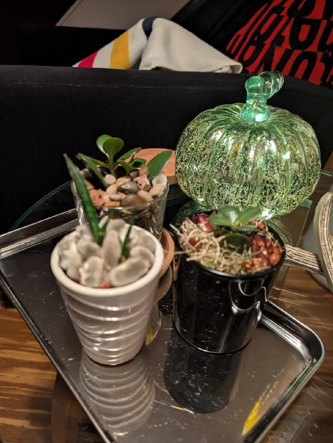 Beautiful , organic and very healthy Potted Succulents image indicator(5)