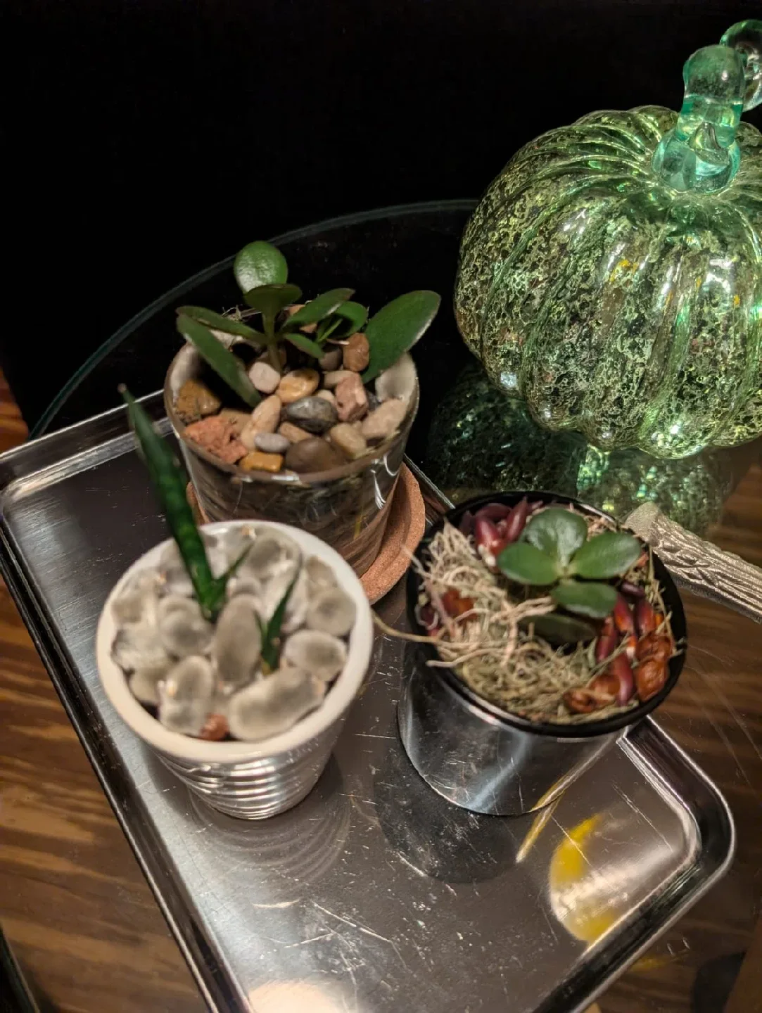 Beautiful , organic and very healthy Potted Succulents image indicator(6)