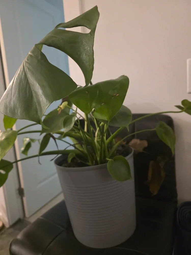 Monstera Plant