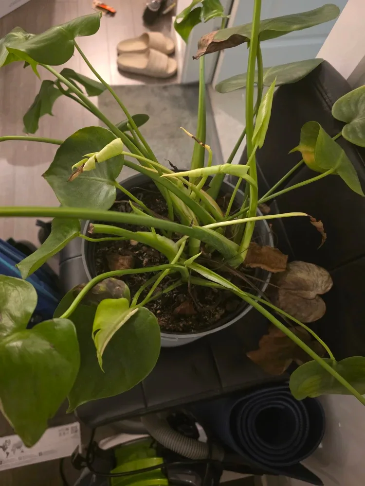 Monstera Plant image indicator(2)