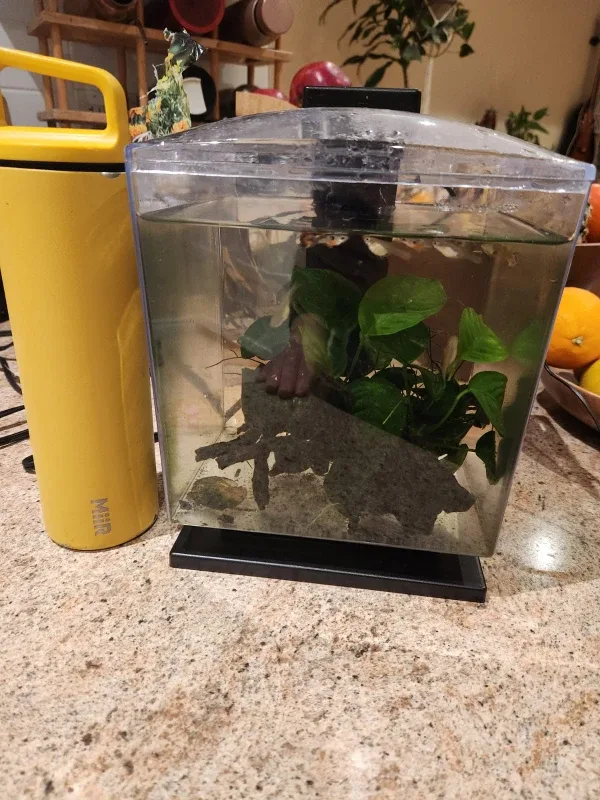 Small Fish Tank with Plants