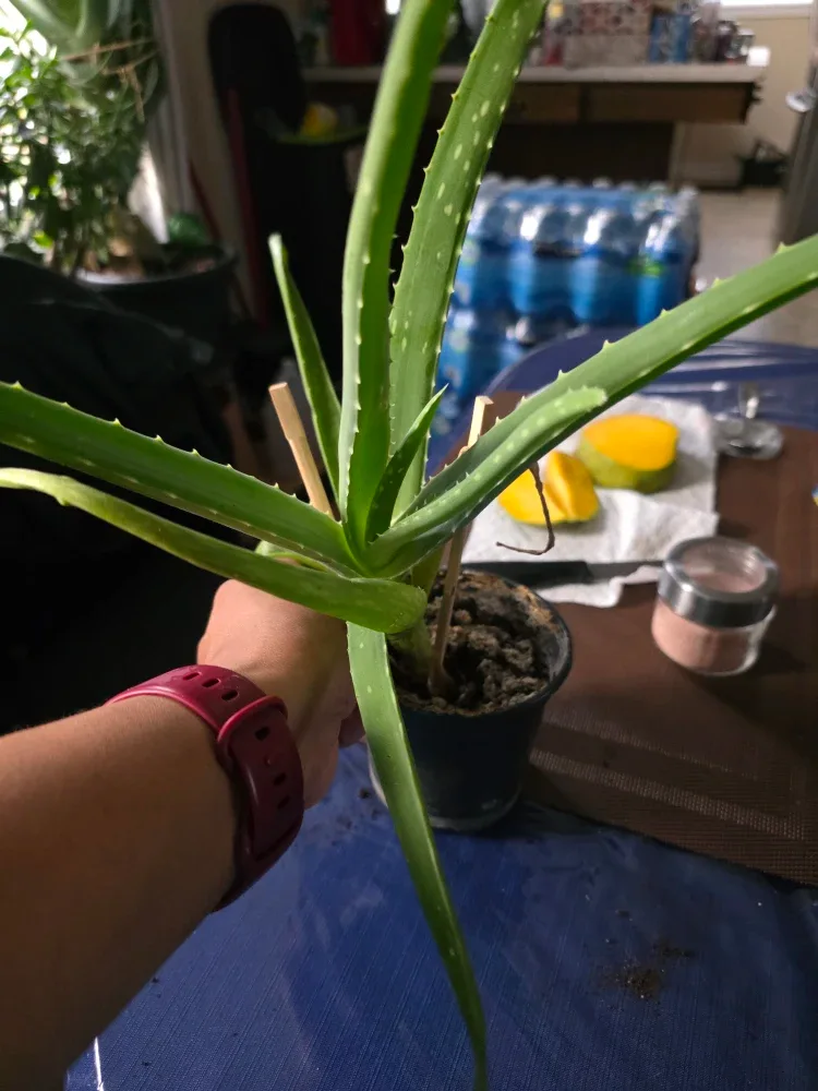 Aloe Vera Plant