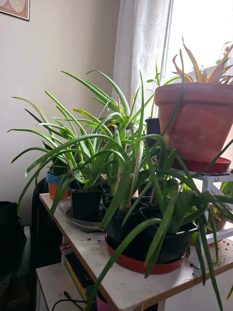 Aloe Vera Plant image indicator(2)