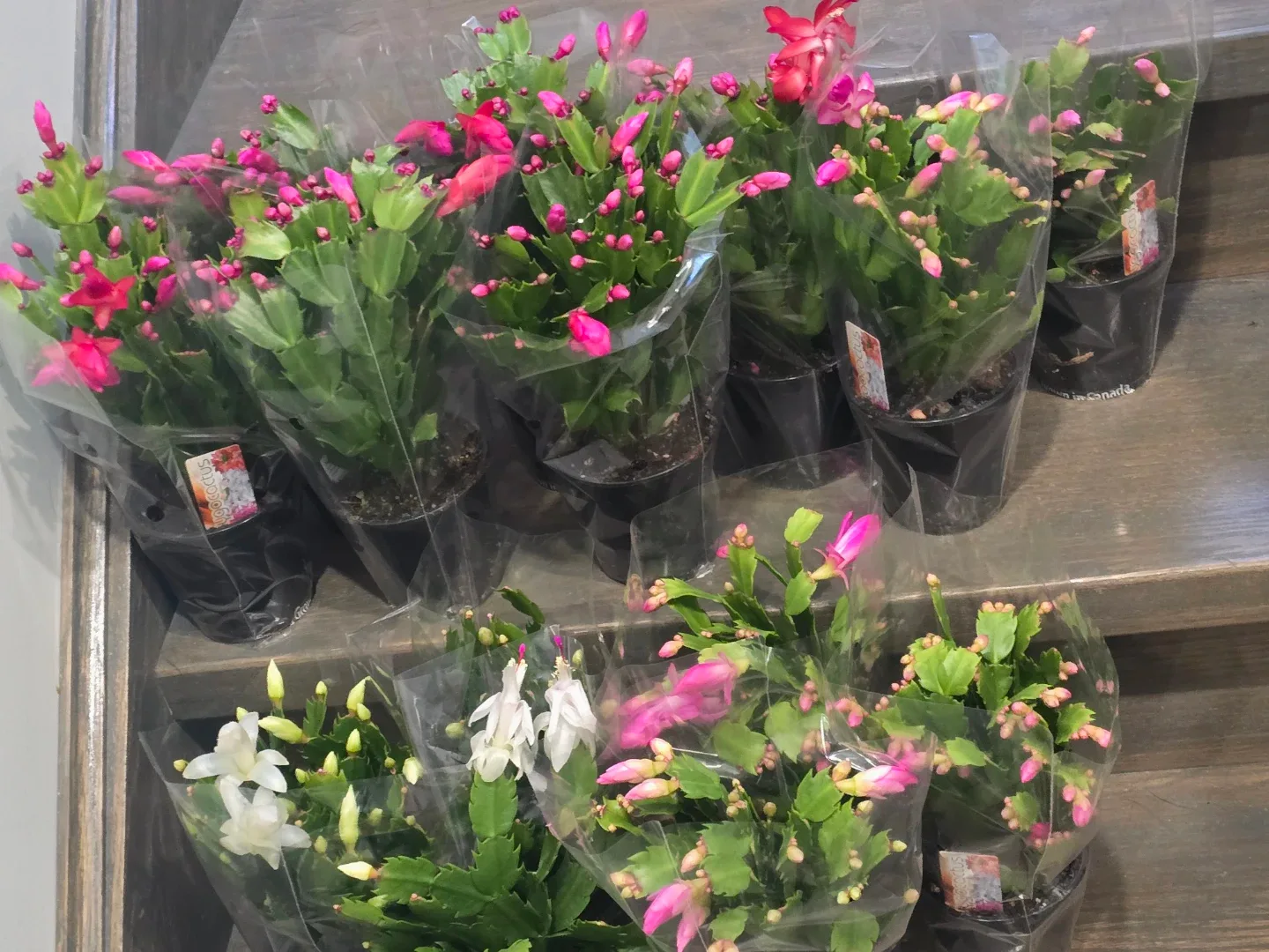 Christmas Cactus Plant. image indicator(9)