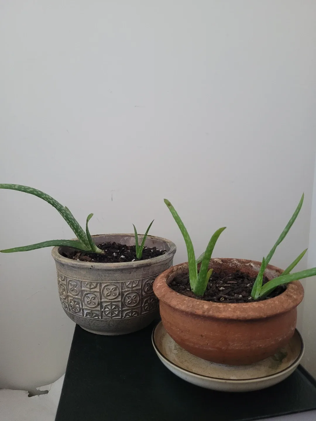Aloe Vera Plants in Pots thumbnail