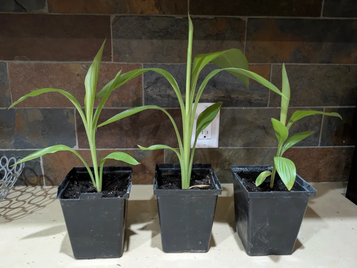 Three potted plant seedlings, bird of paradise