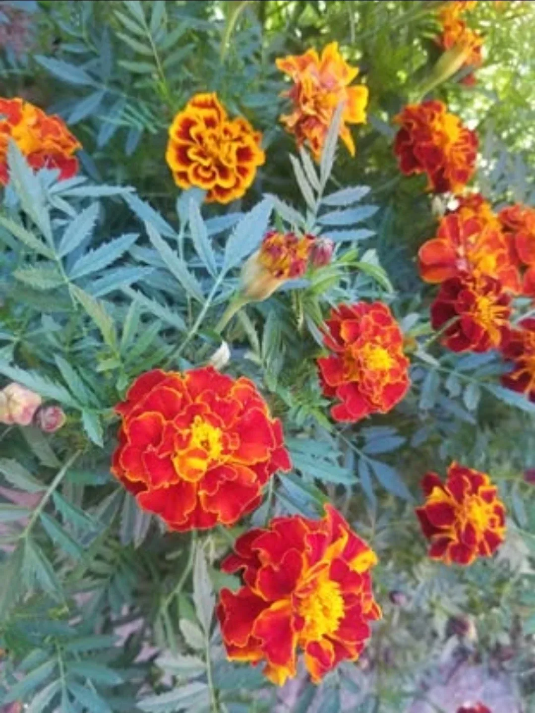 Marigold Seeds