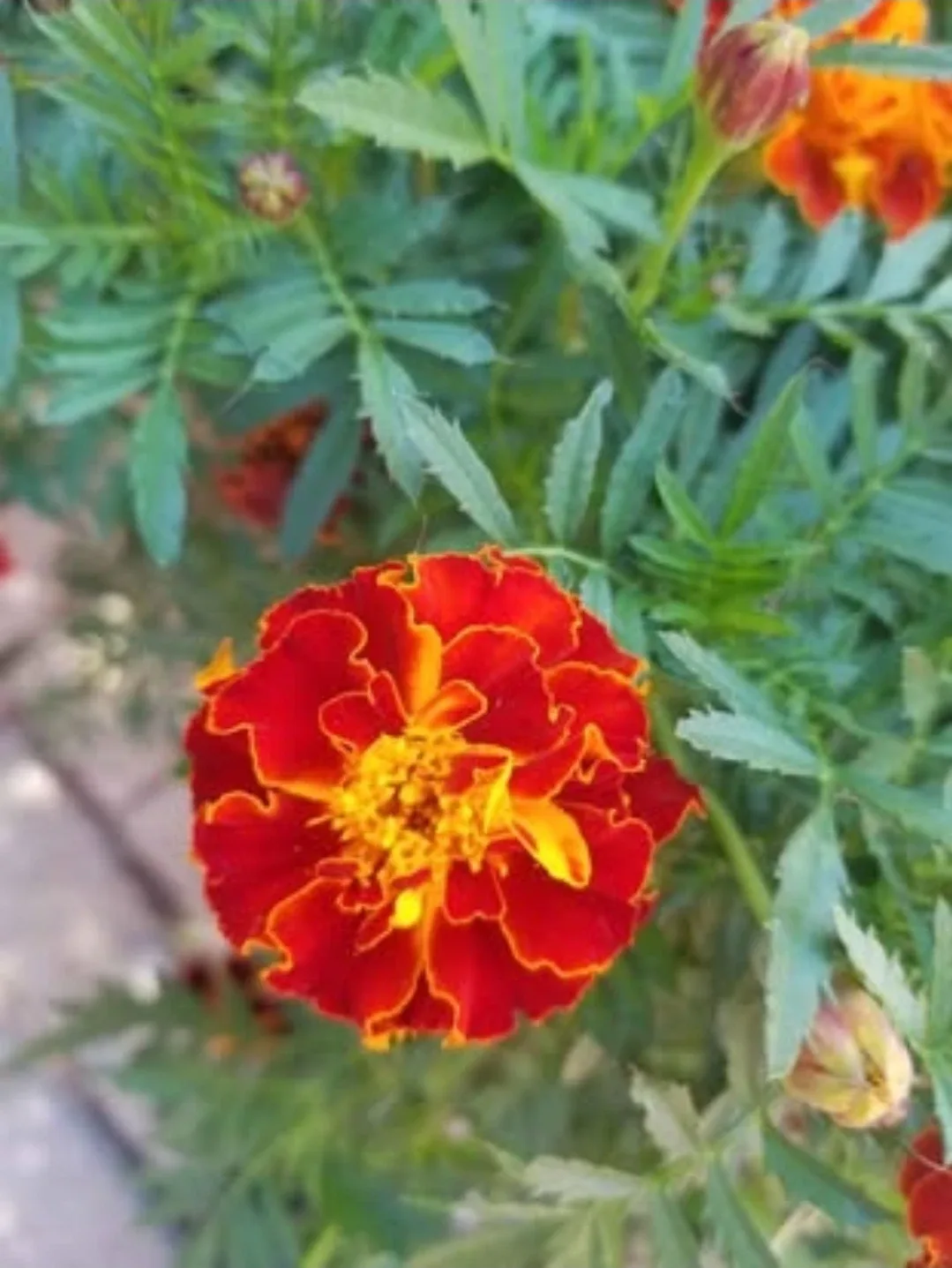 Marigold Seeds image indicator(2)