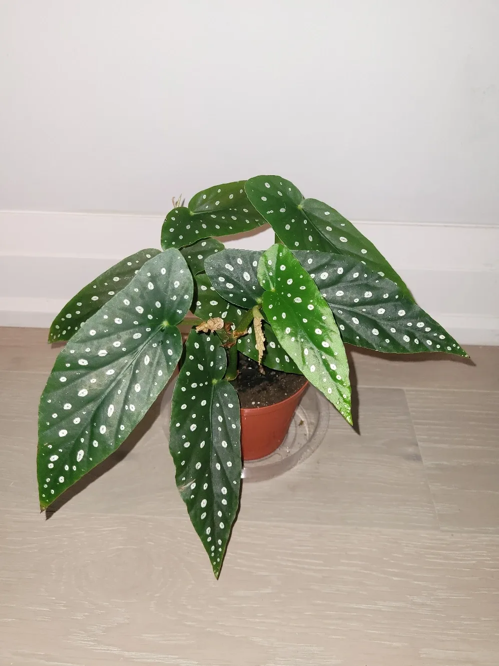 Polka Dot Begonia in Red/Brown Pots
