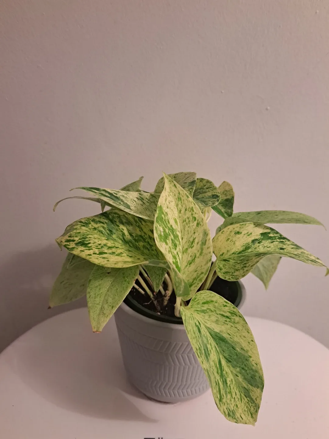 Snow Queen Pothos Plant image indicator(3)