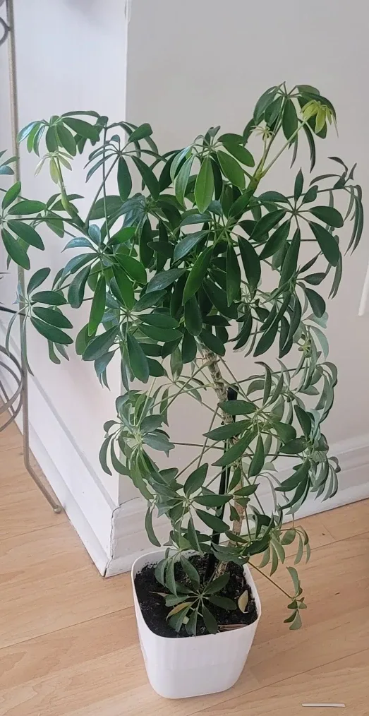 Plant with White Pot image indicator(2)