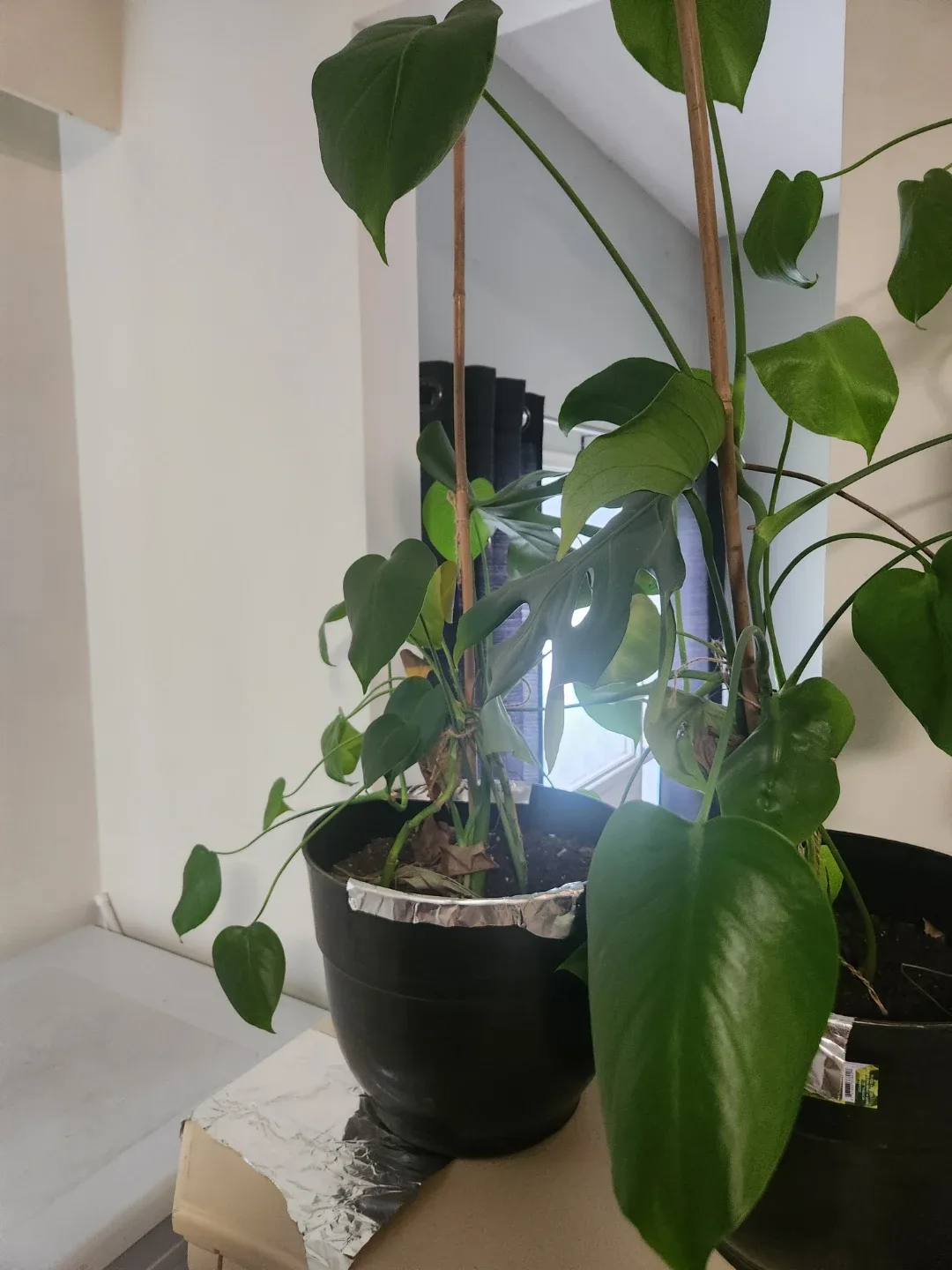 Assorted Indoor Plants image indicator(2)