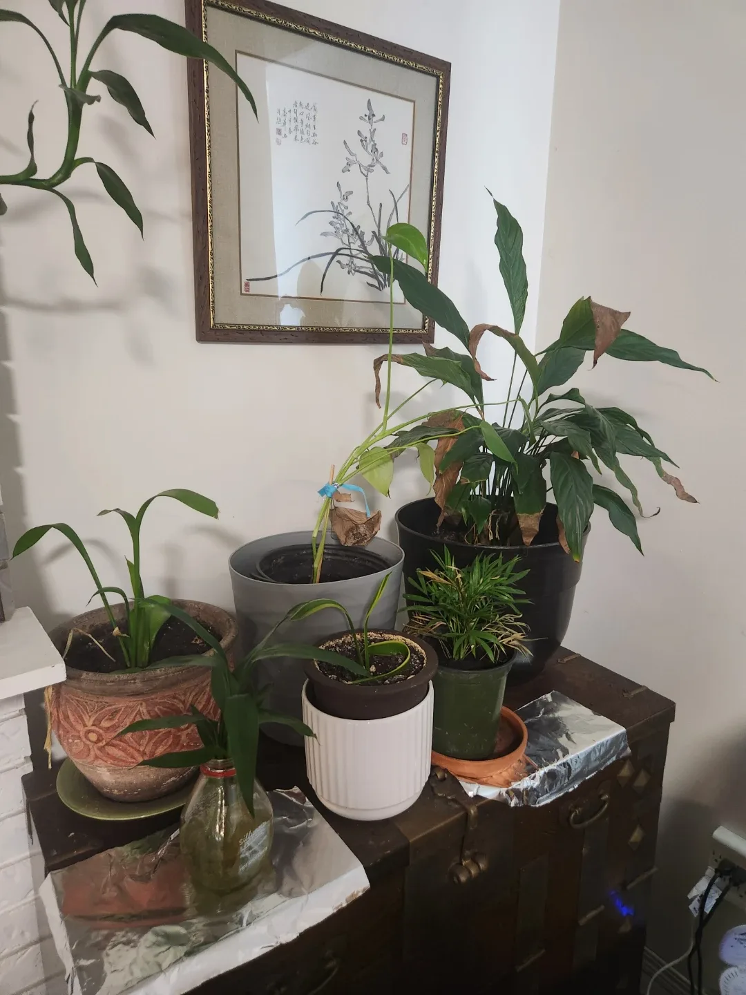 Assorted Indoor Plants image indicator(4)