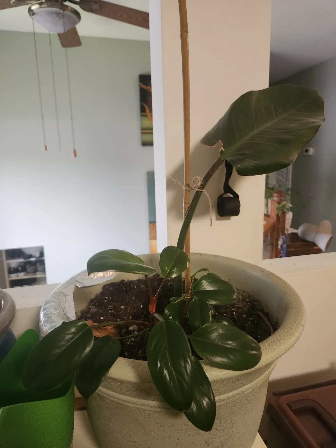 Assorted Indoor Plants image indicator(6)