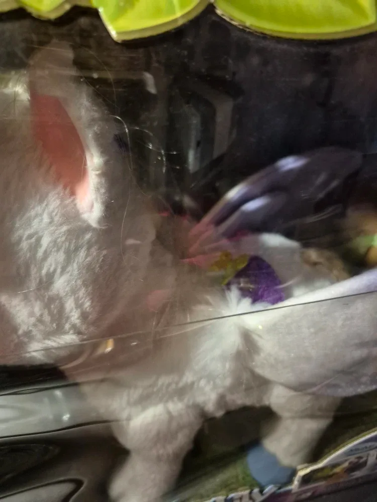 FurReal Friends StarLily, My Magical Unicorn image indicator(5)