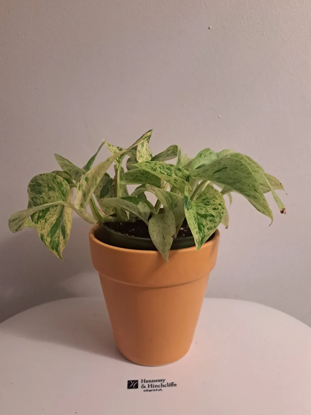 Snow Queen Pothos Plant image indicator(9)