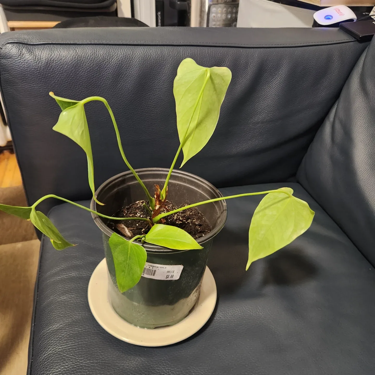 Potted Anthurium Plant