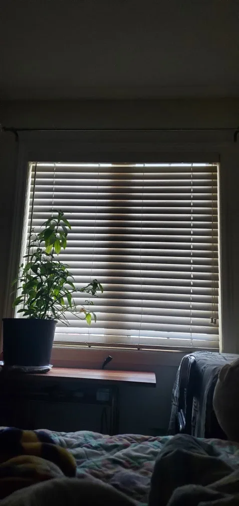 2bed walkout legal basement for rent