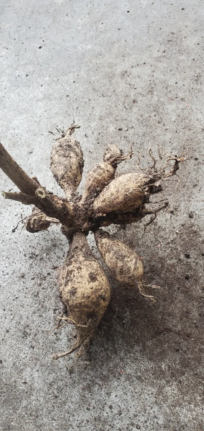 Dahlia roots image indicator(2)