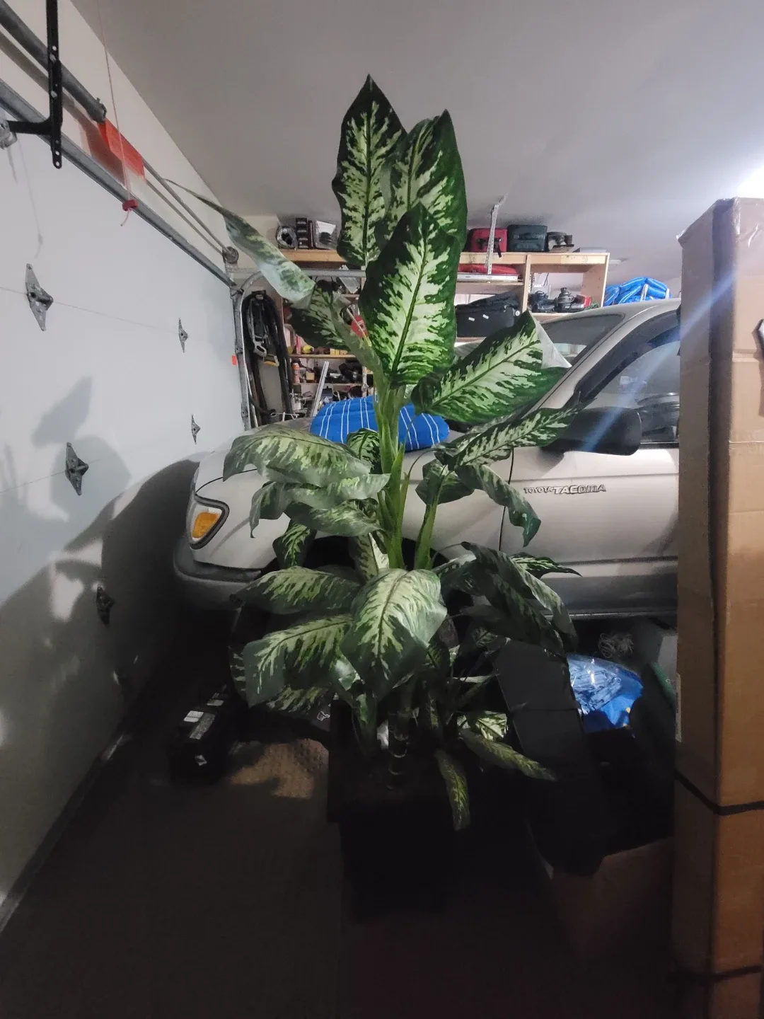 Dieffenbachia Plant