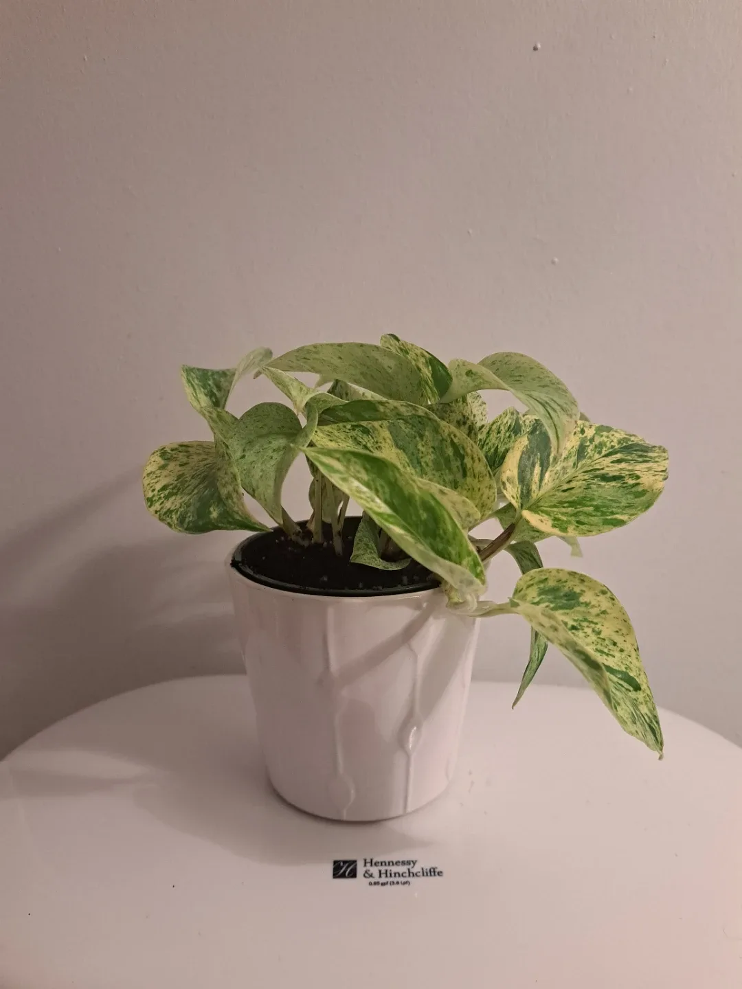 Snow Queen Pothos Plant image indicator(5)