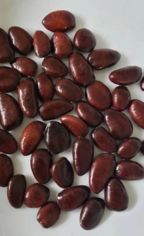 Pawpaw Seeds