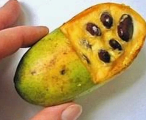 Pawpaw Seeds - photo 3