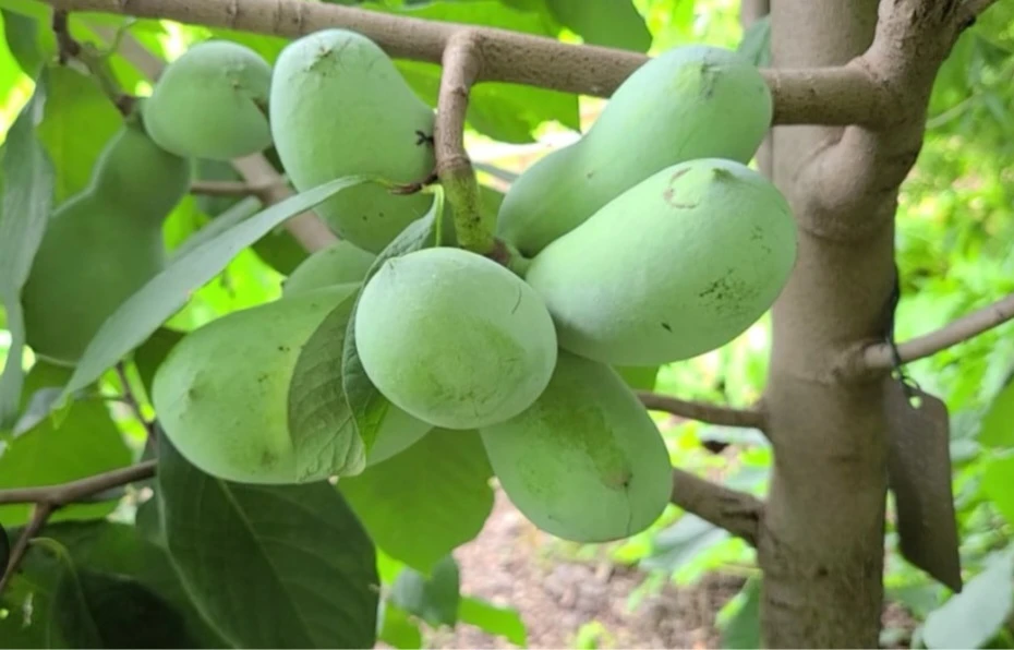 Pawpaw Seeds - photo 5