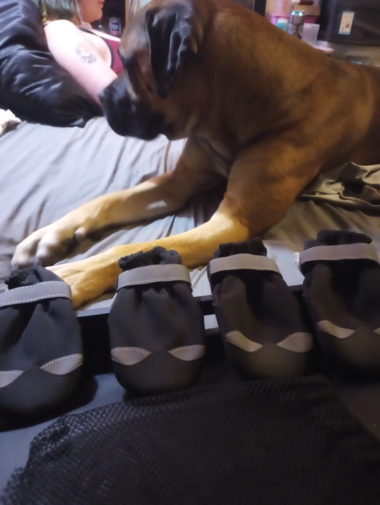 Dog Boots - Black, Size Unknown
