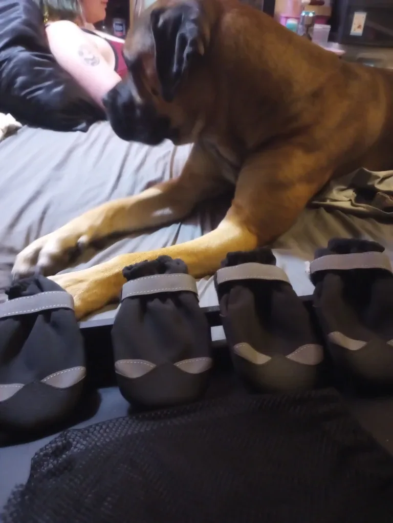 Dog Boots - Black, Size Unknown