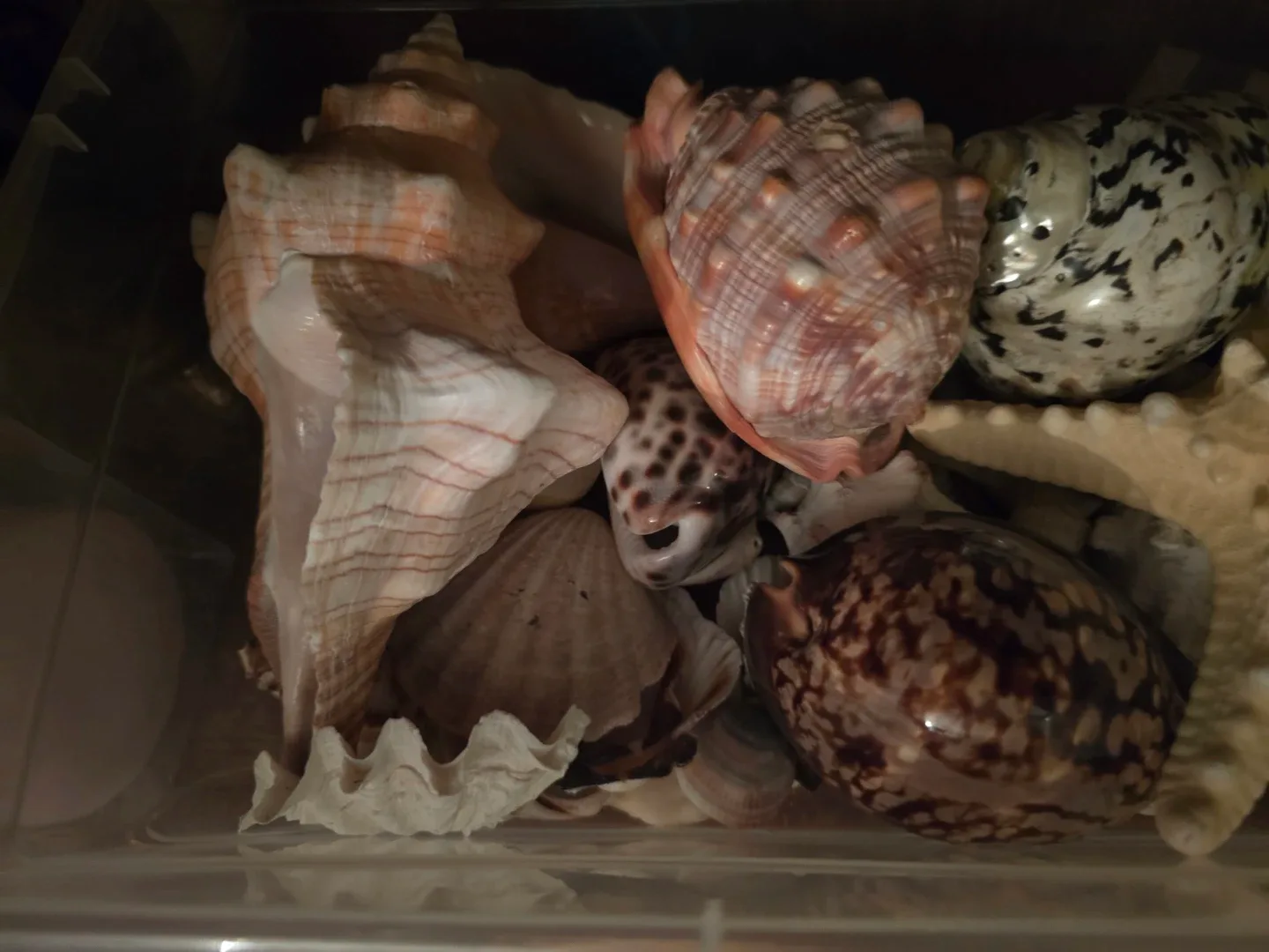 Seashell Collection image indicator(2)