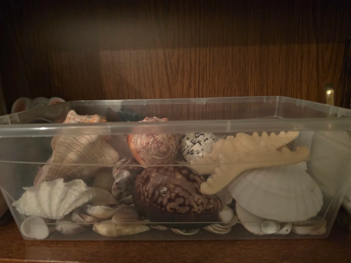 Seashell Collection image indicator(3)