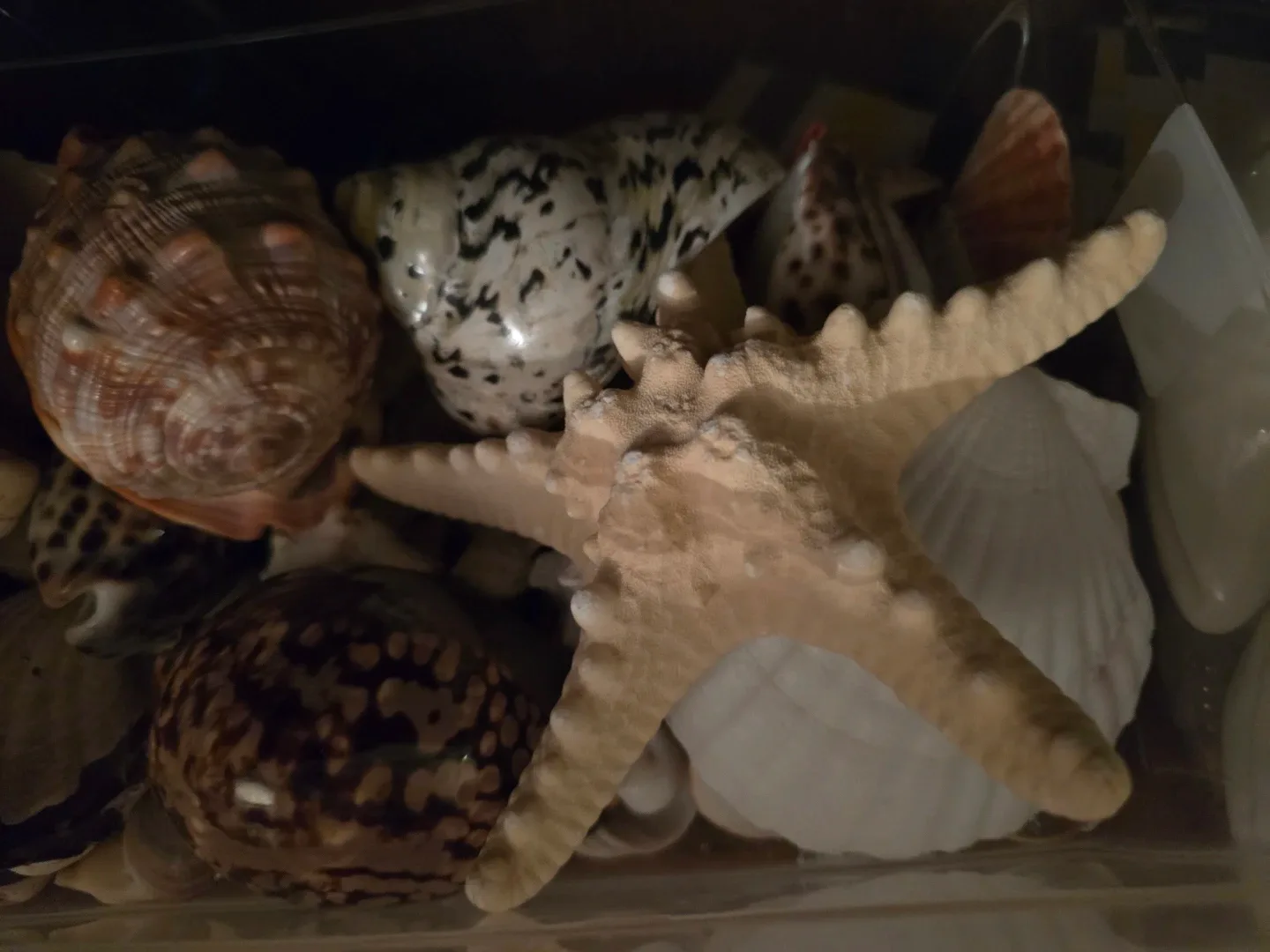 Seashell Collection image indicator(4)