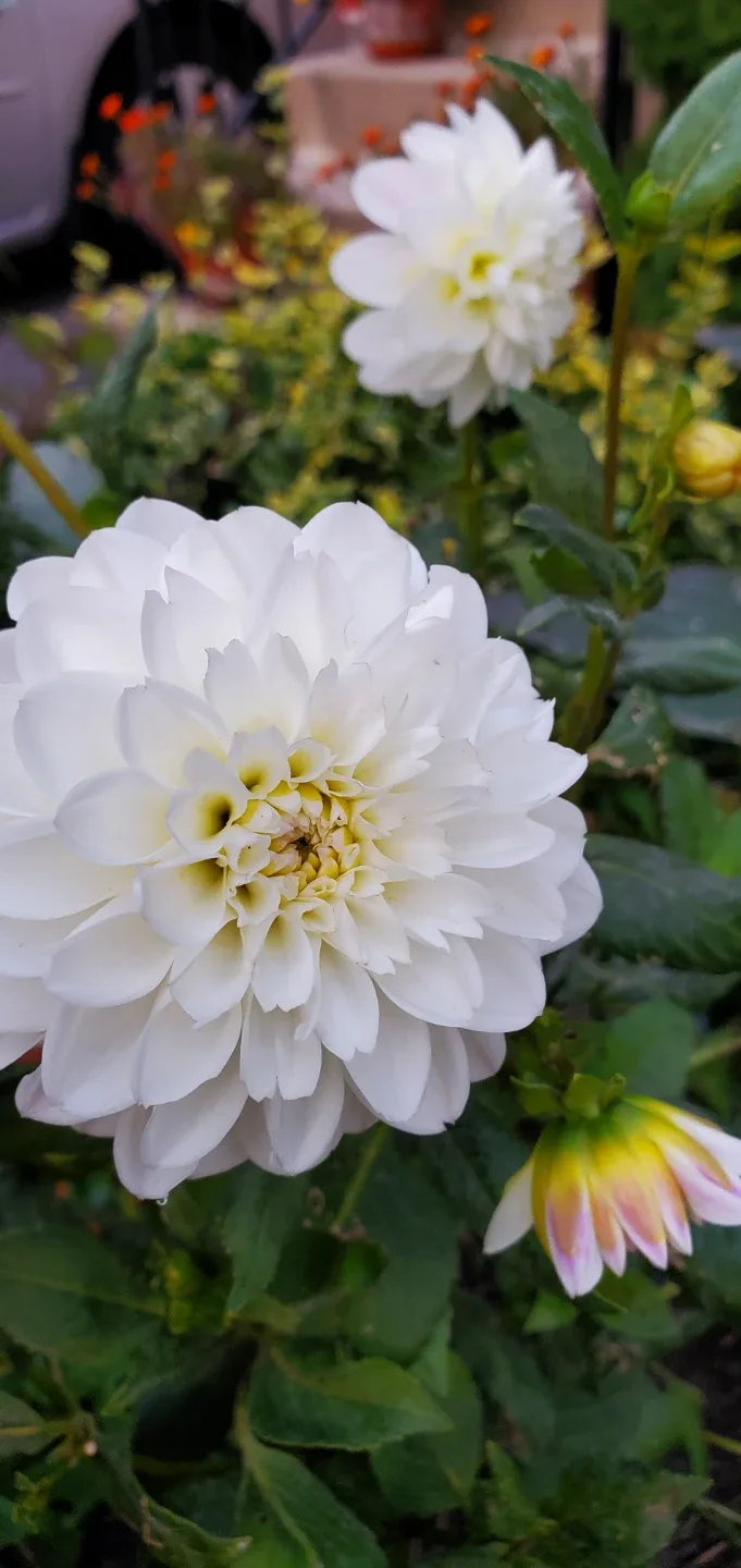 Dahlia roots thumbnail