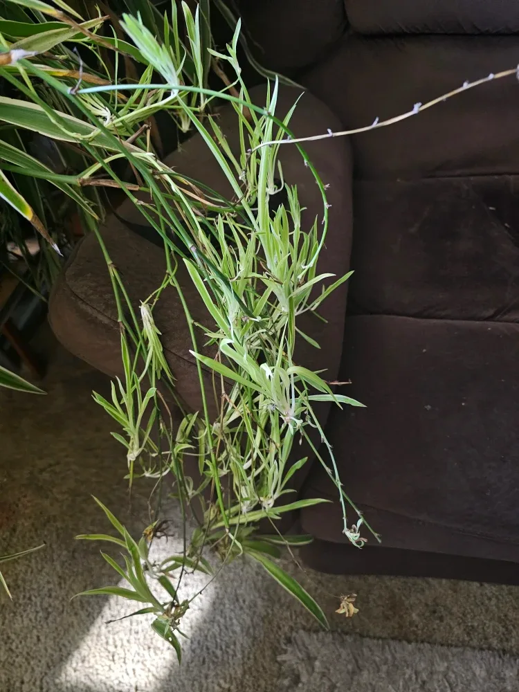 Spider plants image indicator(7)