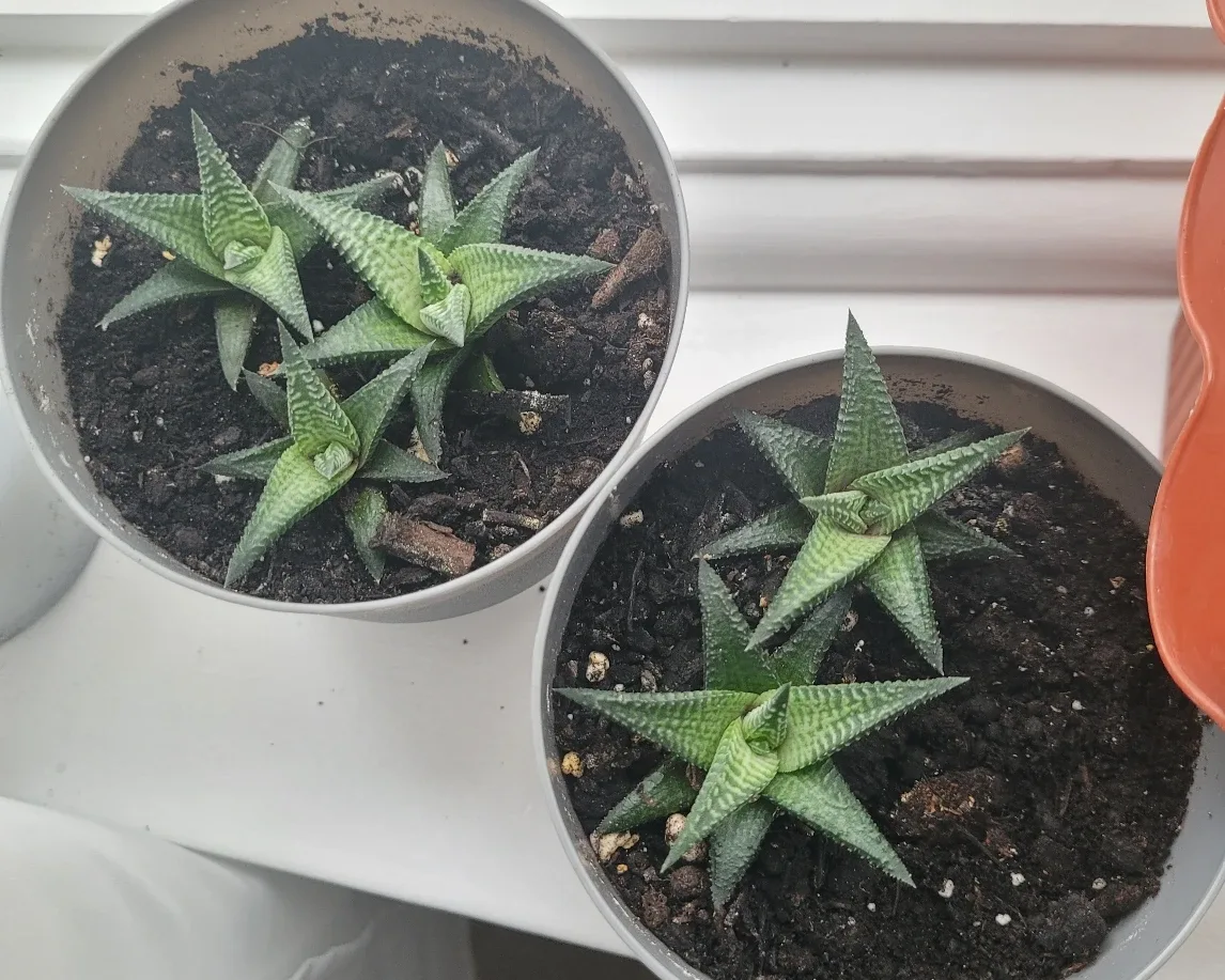 5 succulents (Fairy Washboard)