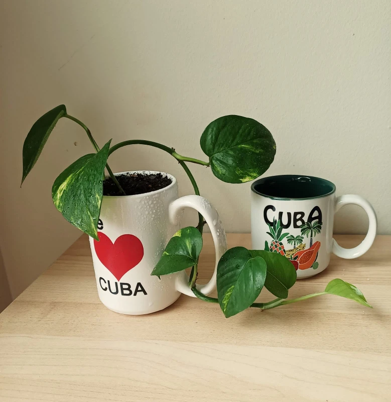 Pothos and Cuba
