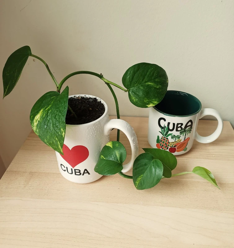 Pothos and Cuba - photo 2