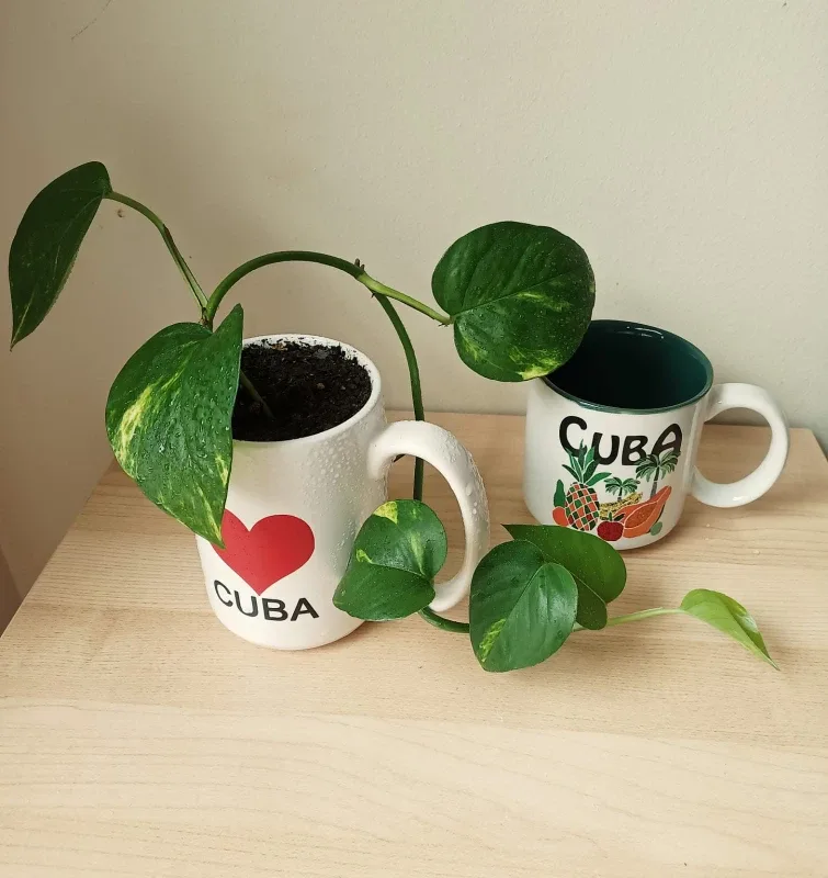 Pothos and Cuba image indicator(2)