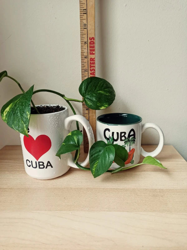 Pothos and Cuba - photo 3