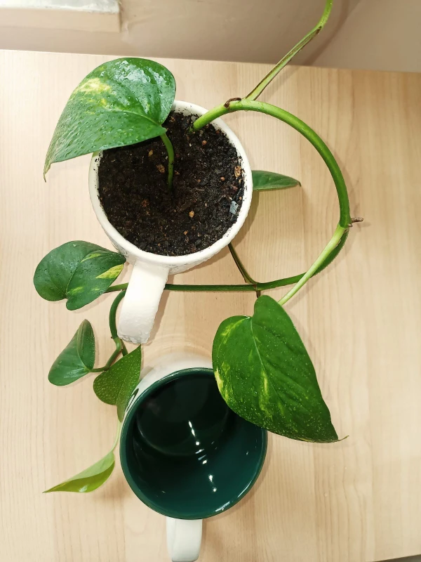 Pothos and Cuba - photo 5