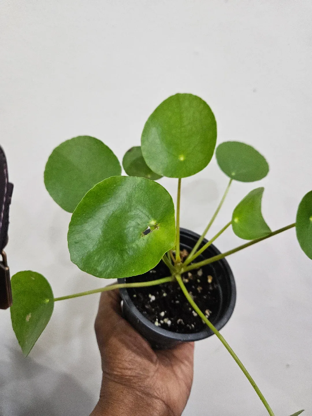 Pilea Peperomioides Plant image indicator(2)