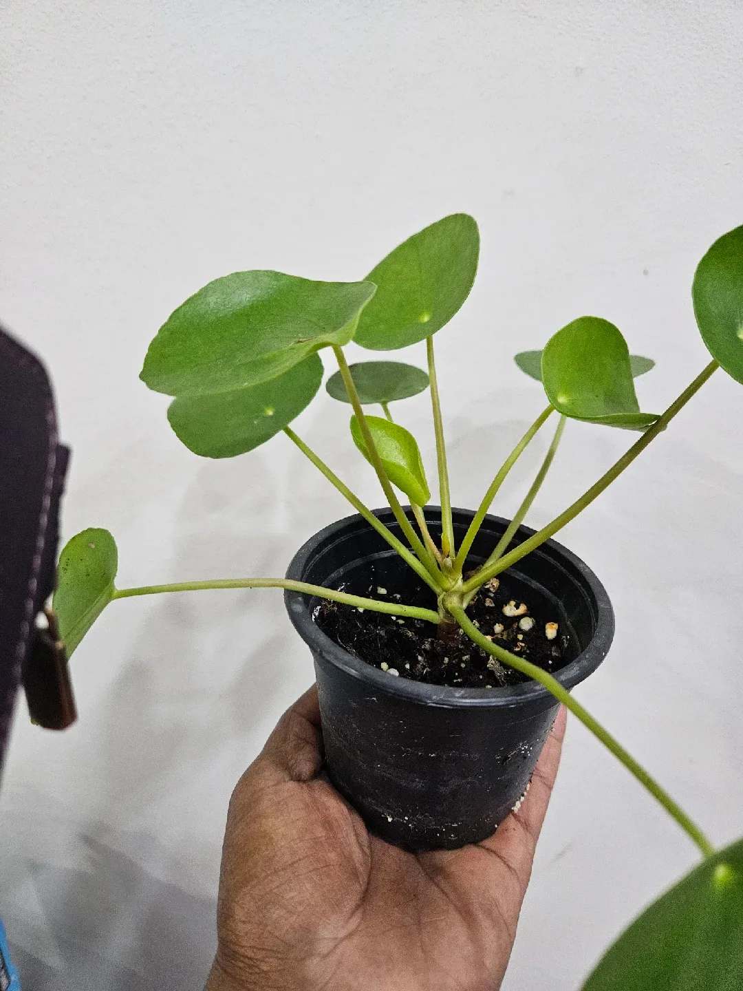 Pilea Peperomioides Plant image indicator(3)